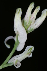 Fumaria macrocarpa