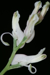 Fumaria macrocarpa