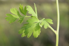 Fumaria macrocarpa