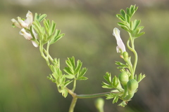 Fumaria macrocarpa