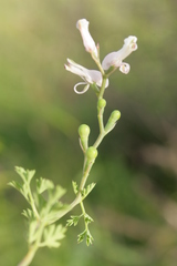Fumaria macrocarpa