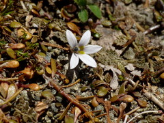 Lobelia perpusilla