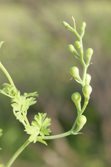 Fumaria macrocarpa