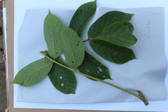 Spathodea campanulata