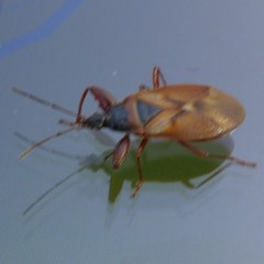 Gastrodes abietum