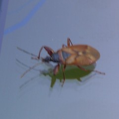 Gastrodes abietum
