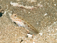 Ctenogobiops crocineus