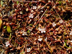 Crassula sinclairii