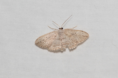 Scopula desita