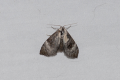 Acatapaustus leucospila