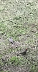 Haemorhous mexicanus