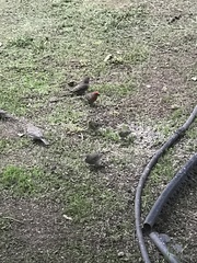 Haemorhous mexicanus