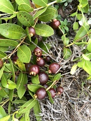 Psidium salutare mucronatum
