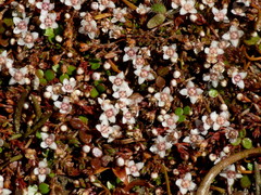 Crassula sinclairii