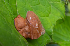 Parthena acutangula