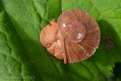 Parthena acutangula