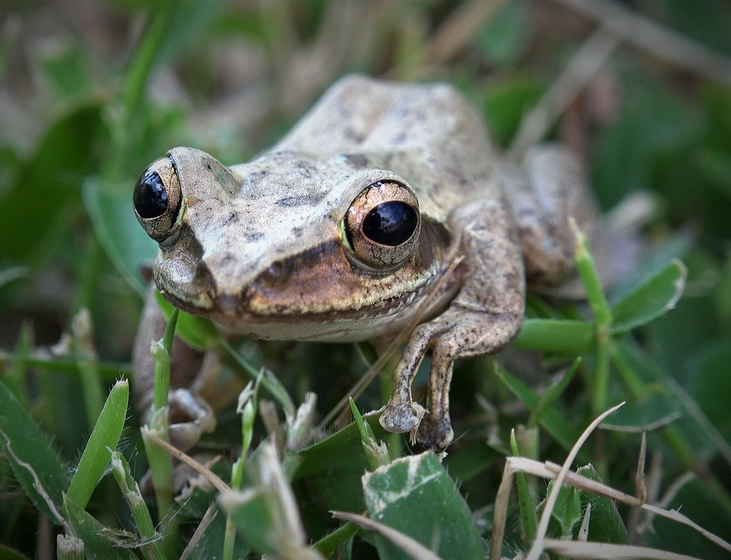 Dumeril's Bright-Eyed Frog
