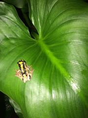 Hyperolius marmoratus marmoratus