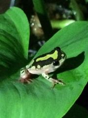 Hyperolius marmoratus marmoratus