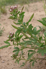 Polanisia dodecandra dodecandra