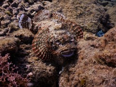 Scorpaenopsis barbata