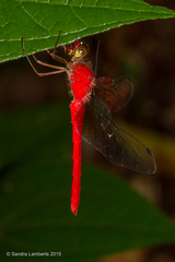Rhodopygia cardinalis