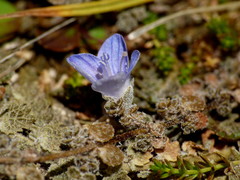 Veronica lilliputiana