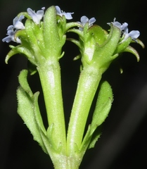 Valerianella echinata