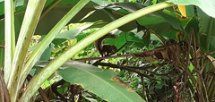 Sciurus aestuans ingrami