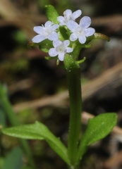Valerianella echinata