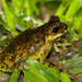 Nova Friburgo Tree Frog - Photo (c) sandralamberts, some rights reserved (CC BY-NC), uploaded by sandralamberts