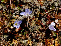 Veronica lilliputiana