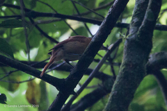 Pachyramphus