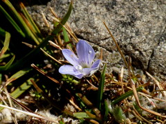 Veronica lilliputiana