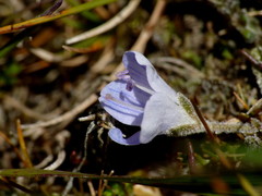 Veronica lilliputiana