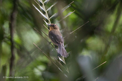 Trichothraupis melanops