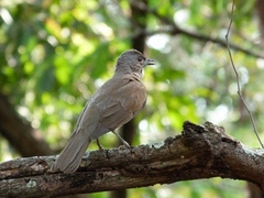 Turdus leucomelas
