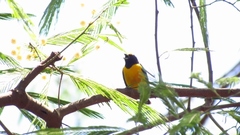 Euphonia chlorotica