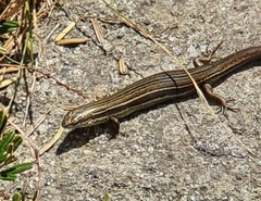 Pseudemoia pagenstecheri
