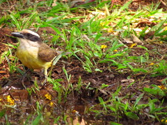 Pitangus sulphuratus