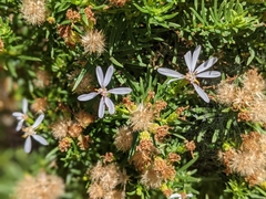 Olearia glutinosa