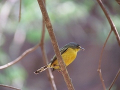 Todirostrum cinereum