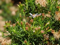Olearia glutinosa