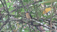 Trichothraupis melanops