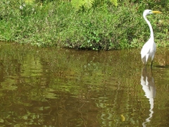 Ardea alba