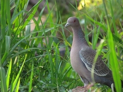 Patagioenas picazuro