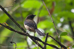 Trichothraupis melanops