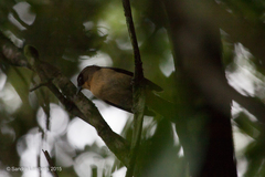 Trichothraupis melanops