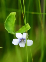 Viola silicestris
