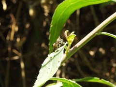 Leptorachis